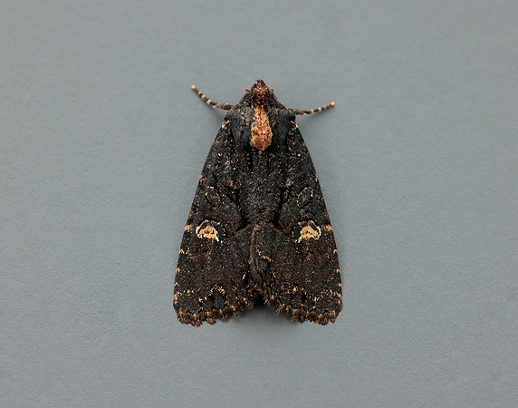 73.1691 BF2343x Common Rustic agg.Mesapamea secalis agg.