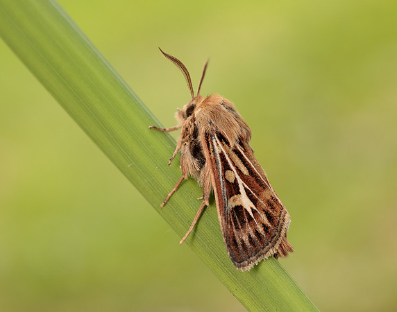 73.254 BF2176 Antler Moth Cerapteryx graminis