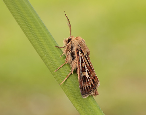 73.254 BF2176 Antler Moth Cerapteryx graminis