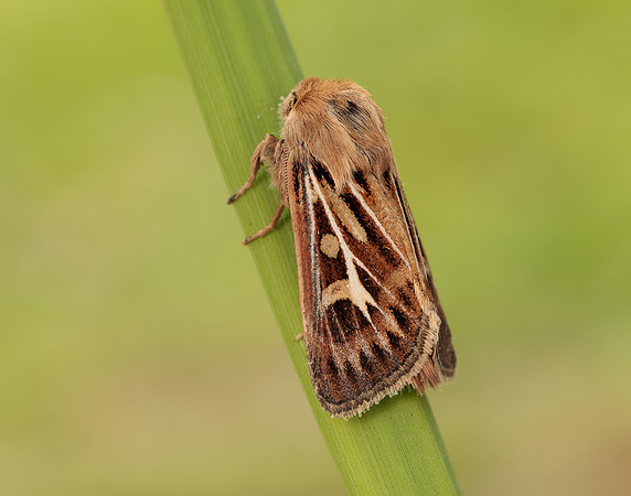 73.254 BF2176 Antler Moth Cerapteryx graminis