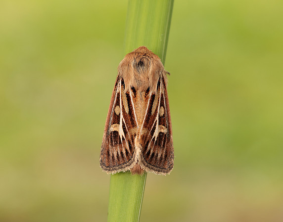 73.254 BF2176 Antler Moth Cerapteryx graminis