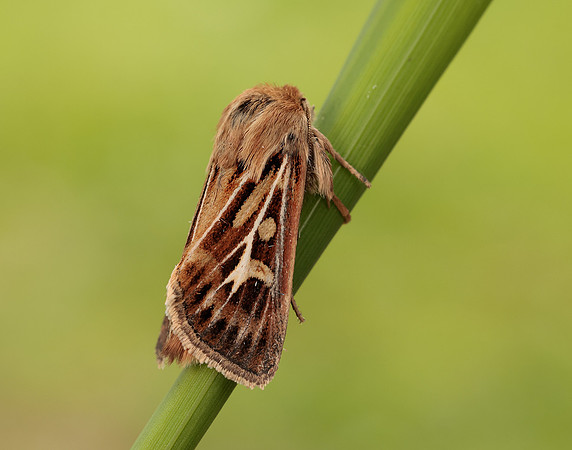 73.254 BF2176 Antler Moth Cerapteryx graminis