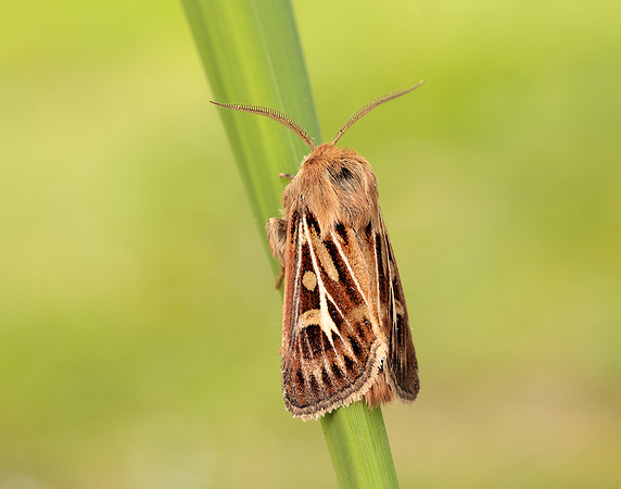 73.254 BF2176 Antler Moth Cerapteryx graminis