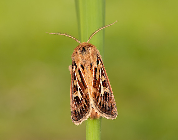 73.254 BF2176 Antler Moth Cerapteryx graminis
