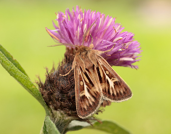 73.254 BF2176 Antler Moth Cerapteryx graminis