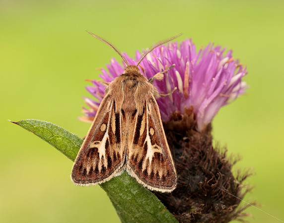 73.254 BF2176 Antler Moth Cerapteryx graminis