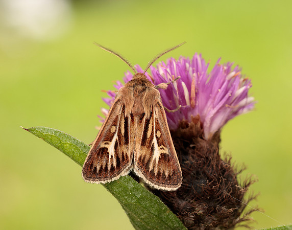 73.254 BF2176 Antler Moth Cerapteryx graminis