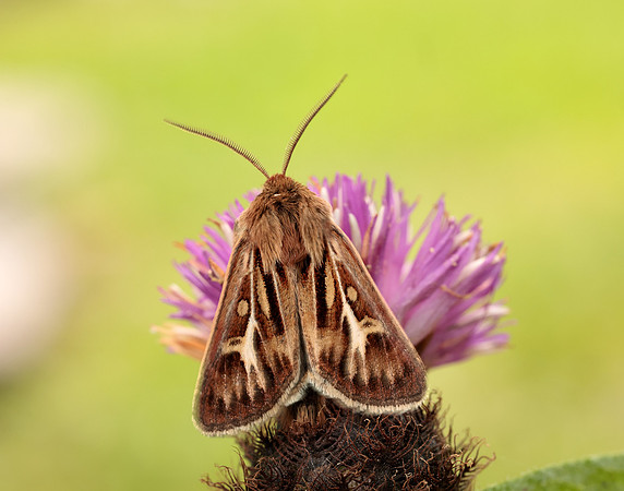 73.254 BF2176 Antler Moth Cerapteryx graminis