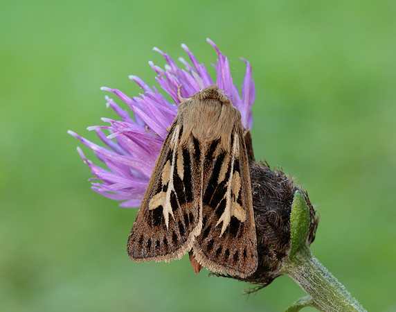 73.254 BF2176 Antler Moth Cerapteryx graminis
