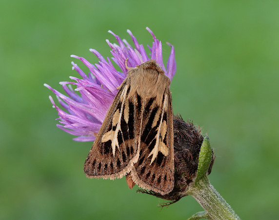 73.254 BF2176 Antler Moth Cerapteryx graminis