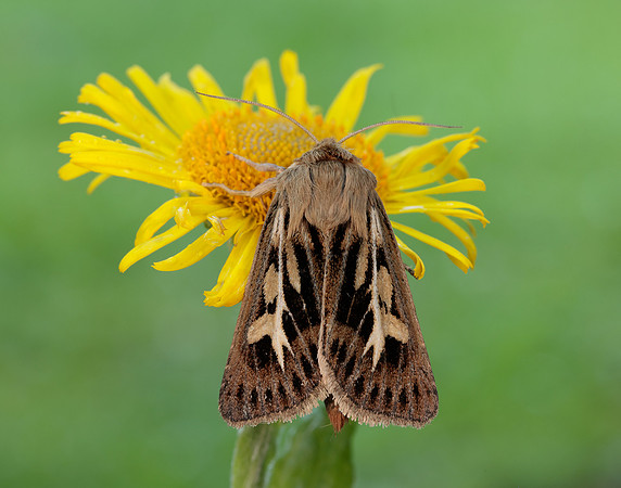 73.254 BF2176 Antler Moth Cerapteryx graminis