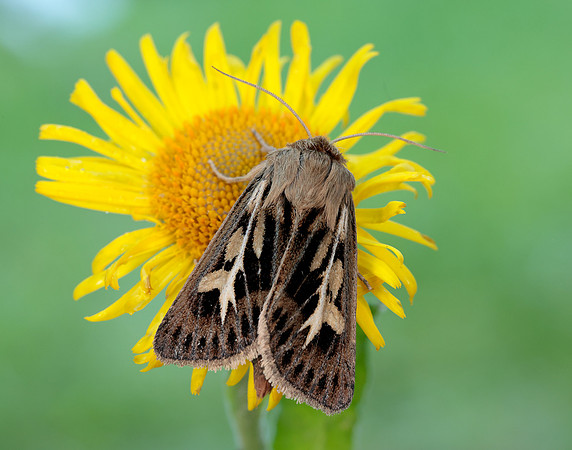 73.254 BF2176 Antler Moth Cerapteryx graminis