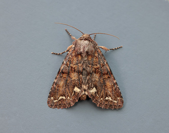 73.271 BF2163 Broom Moth Ceramica pisi