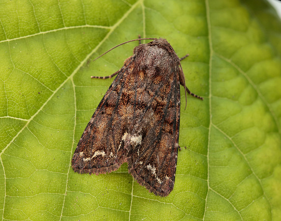 73.271 BF2163 Broom Moth Ceramica pisi