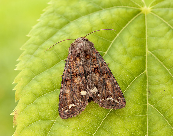 73.271 BF2163 Broom Moth Ceramica pisi