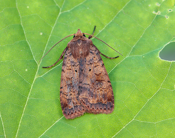 73.331 BF2121 Barred Chestnut Diarsia dahlii