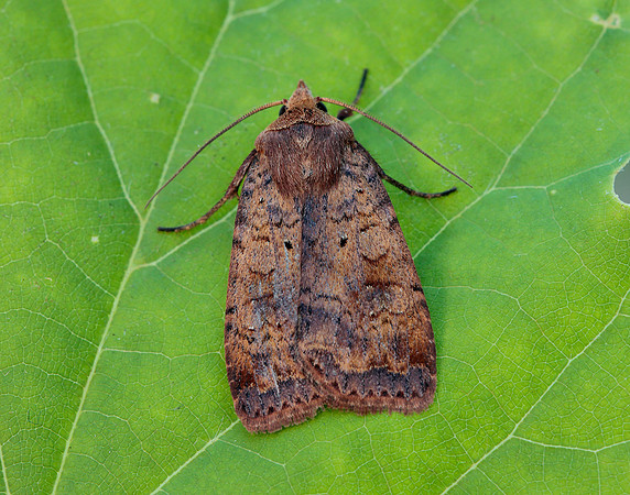 73.331 BF2121 Barred Chestnut Diarsia dahlii