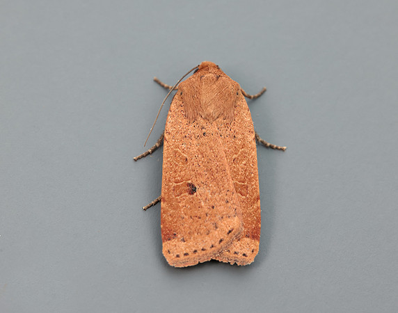 73.345 BF2109 Lesser Yellow Underwing Noctua comes