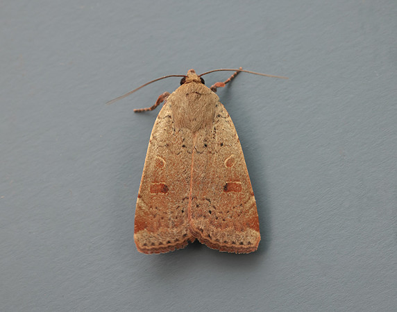 73.345 BF2109 Lesser Yellow Underwing Noctua comes