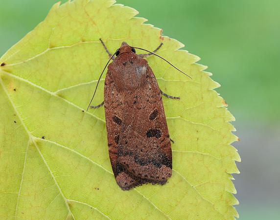 73.345 BF2109 Lesser Yellow Underwing Noctua comes