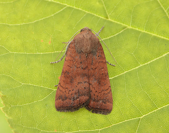 73.346 BF2112 Least Yellow Underwing Noctua interjecta