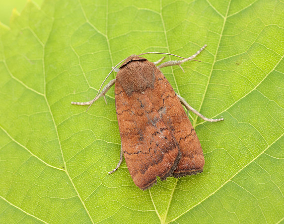 73.346 BF2112 Least Yellow Underwing Noctua interjecta