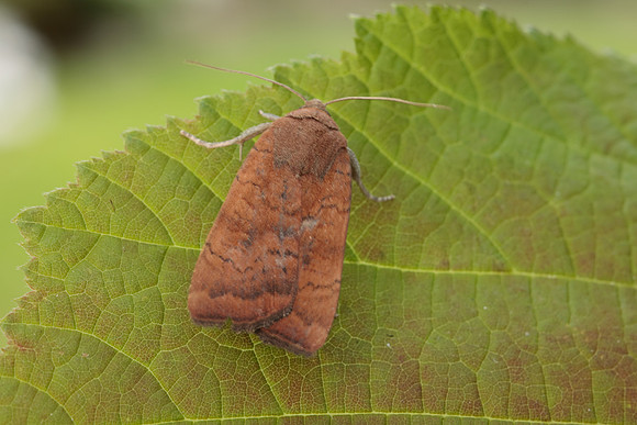 73.346 BF2112 Least Yellow Underwing Noctua interjecta