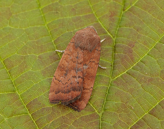 73.346 BF2112 Least Yellow Underwing Noctua interjecta