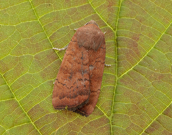 73.346 BF2112 Least Yellow Underwing Noctua interjecta