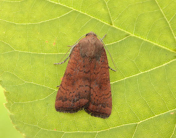 73.346 BF2112 Least Yellow Underwing Noctua interjecta