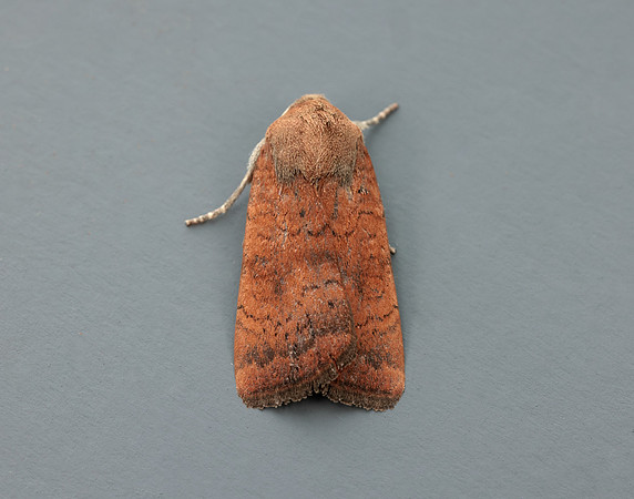 73.346 BF2112 Least Yellow Underwing Noctua interjecta