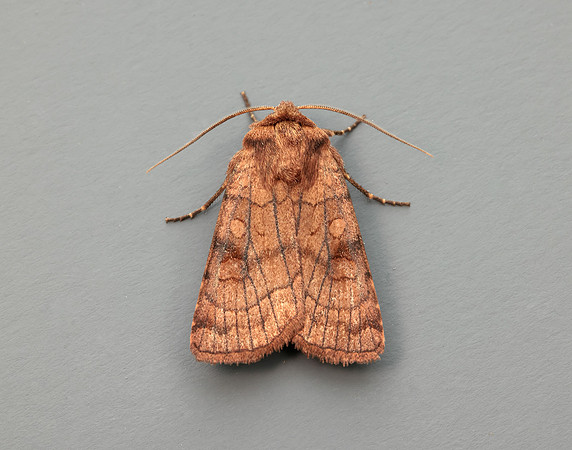 73.358 BF2133 Six-striped Rustic Xestia sexstrigata