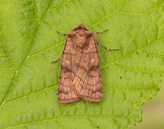73.358 BF2133 Six-striped Rustic Xestia sexstrigata