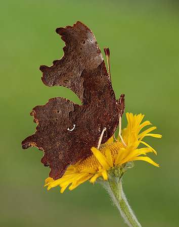 Comma Polygonia c-album