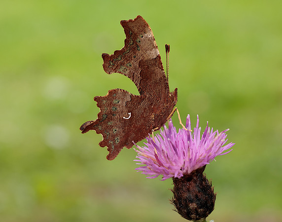 Comma Polygonia c-album