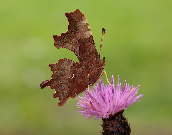 Comma Polygonia c-album
