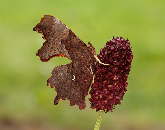 Comma Polygonia c-album