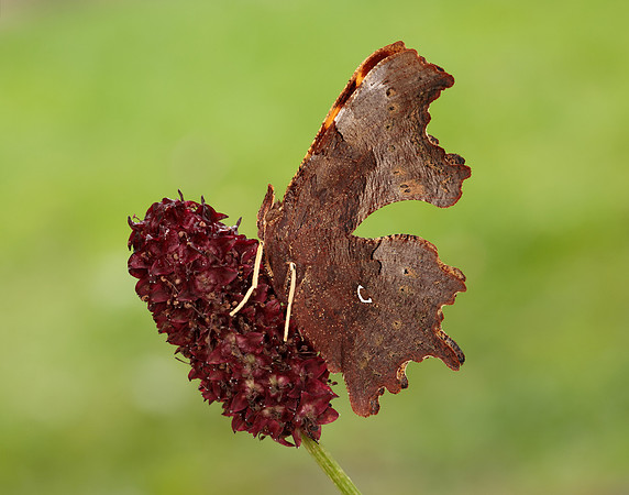 Comma Polygonia c-album