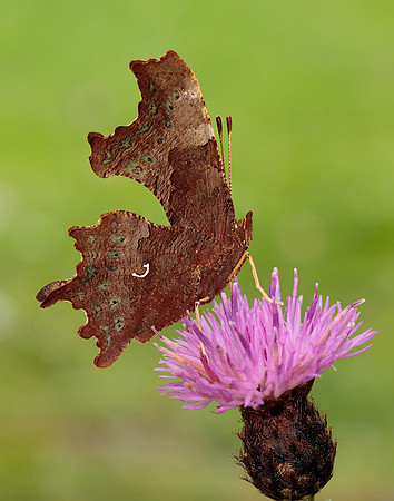 Comma Polygonia c-album