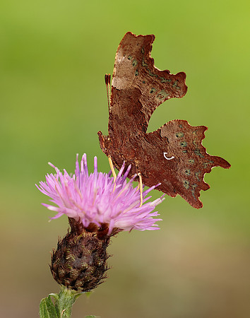 Comma Polygonia c-album