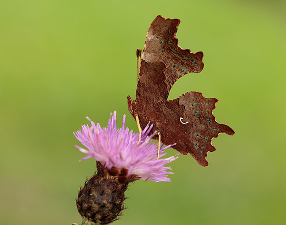 Comma Polygonia c-album