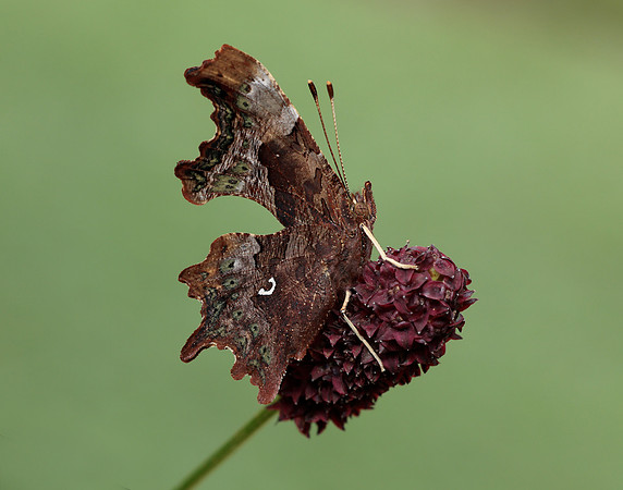 Comma Polygonia c-album