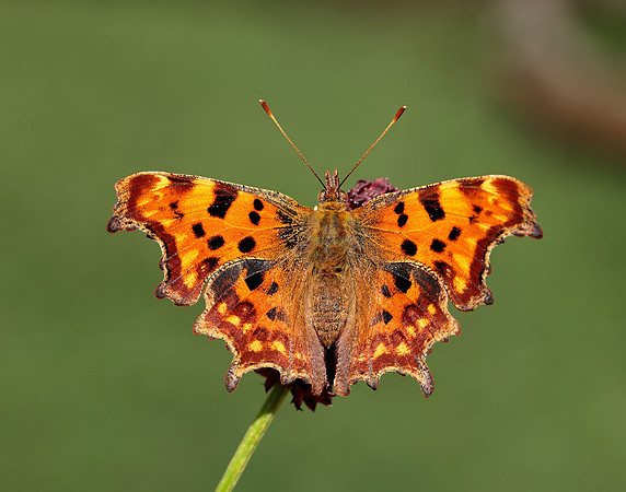 Comma Polygonia c-album
