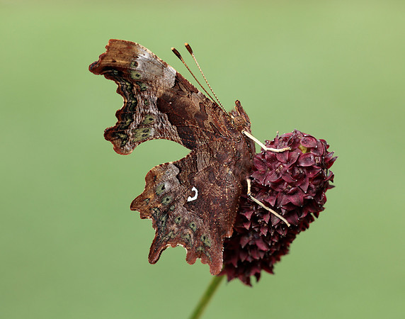 Comma Polygonia c-album