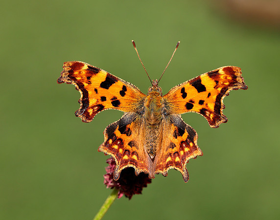 Comma Polygonia c-album