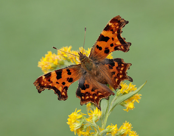 Comma Polygonia c-album