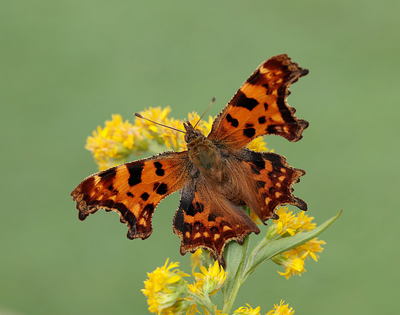Comma Polygonia c-album