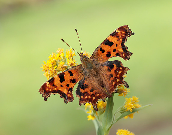 Comma Polygonia c-album