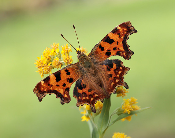Comma Polygonia c-album