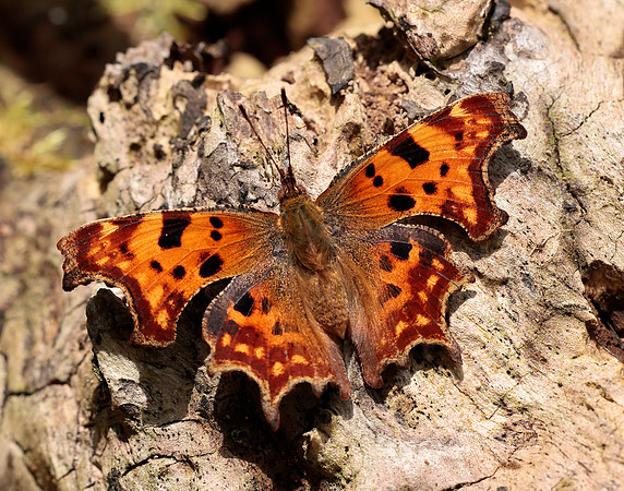 Comma Polygonia c-album